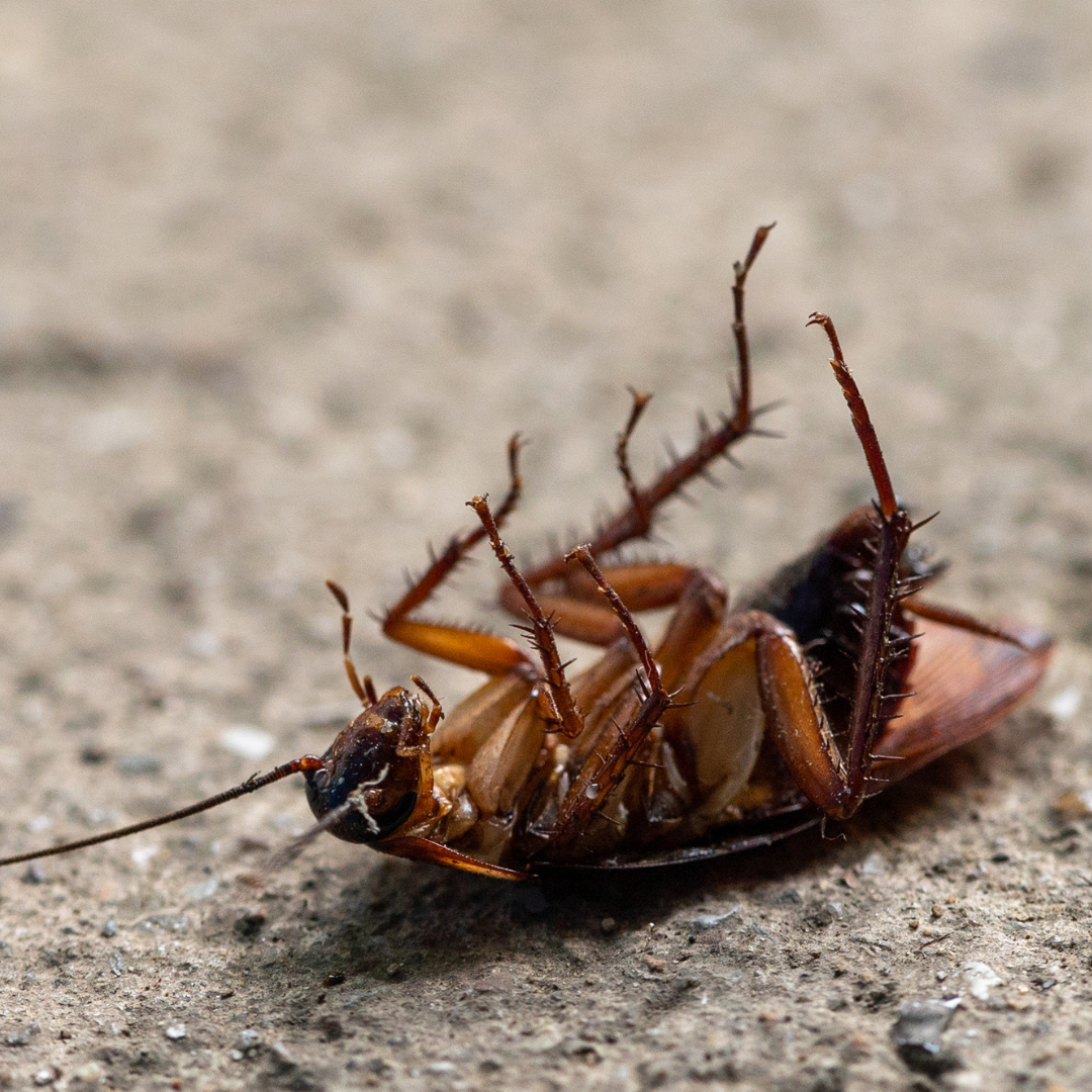 Inspection technique anti-rongeurs Le Cannet - CS Service