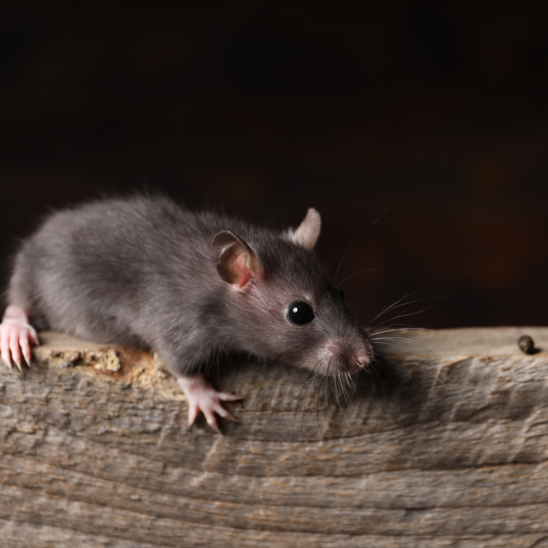 Inspection technique anti-rongeurs Le Cannet - CS Service