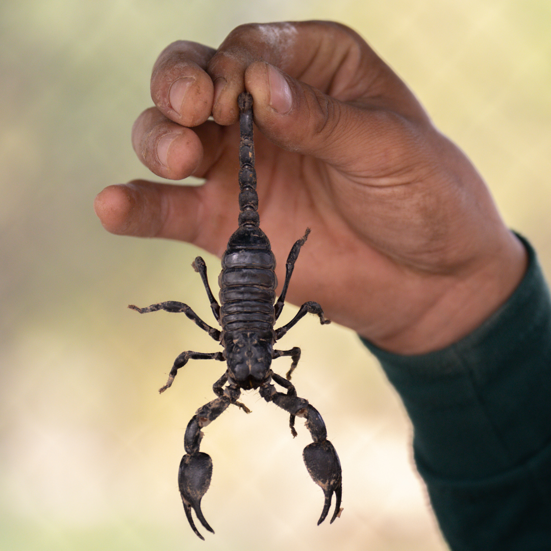 Dératisation appartement Le Cannet - CS Service