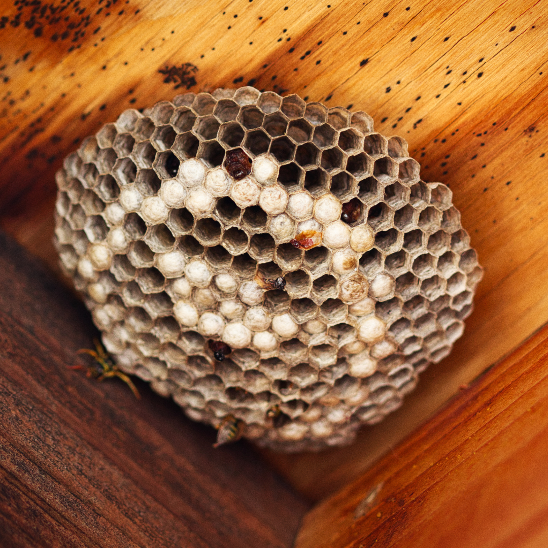 Dératisation appartement Le Cannet - CS Service