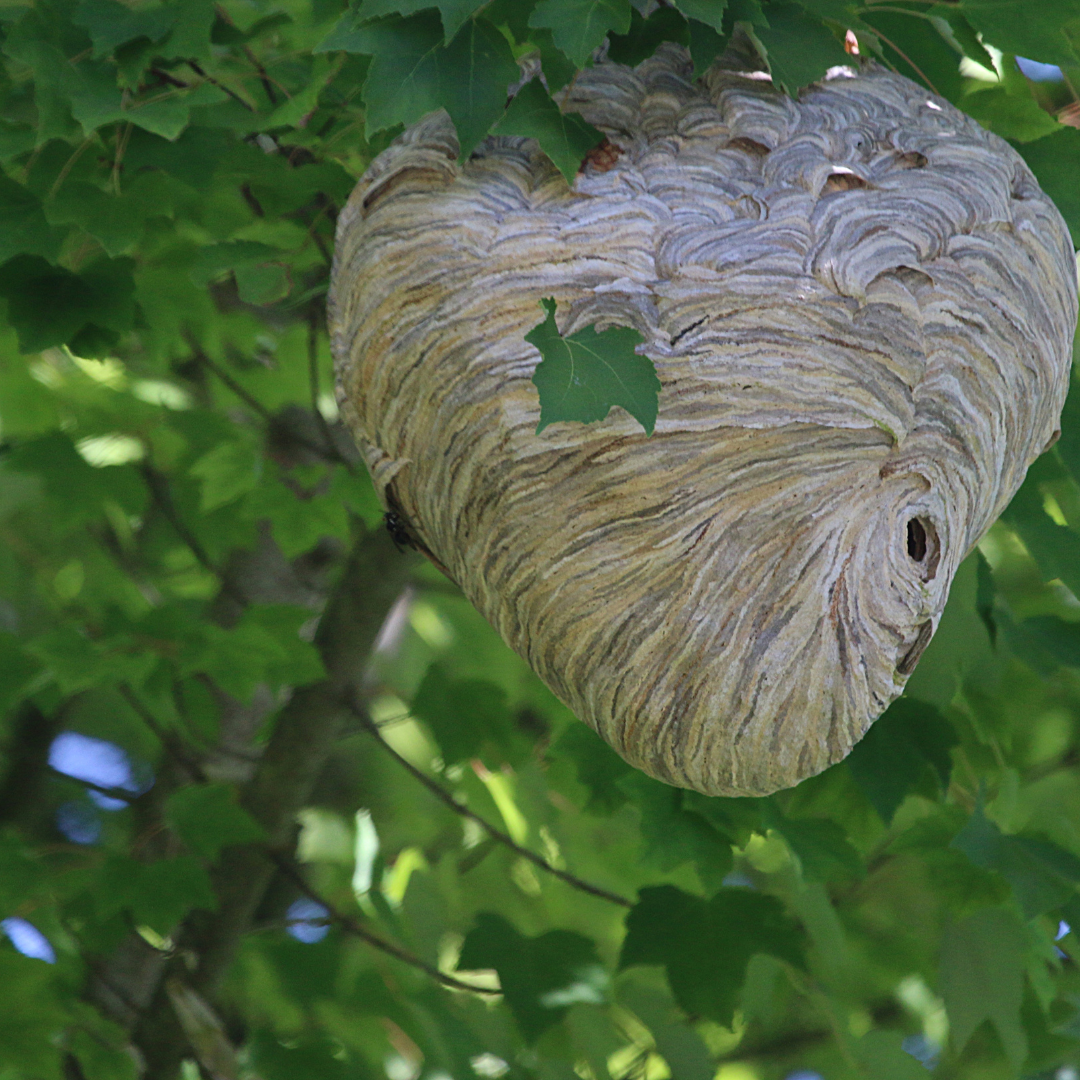 Traitement rats et souris Le Cannet - CS Service