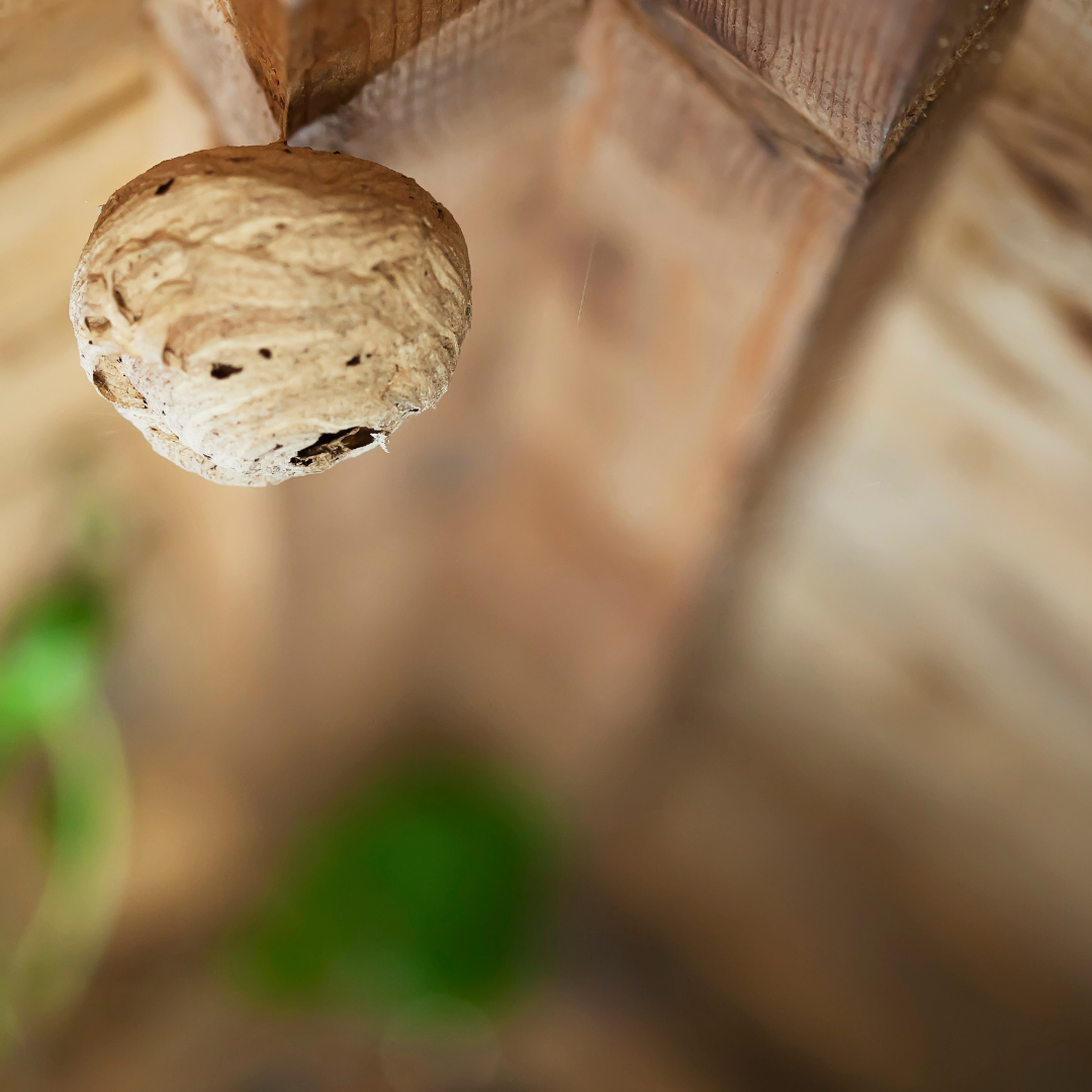 Traitement rats et souris Le Cannet - CS Service