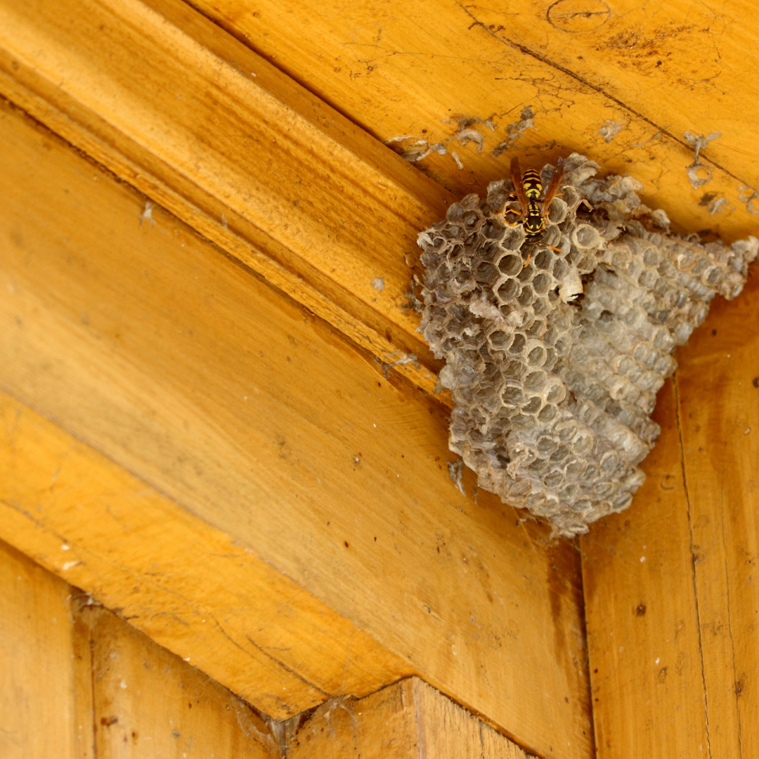 Traitement rats et souris Le Cannet - CS Service