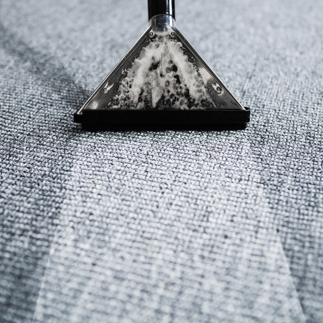 Traitement rats et souris Le Cannet - CS Service