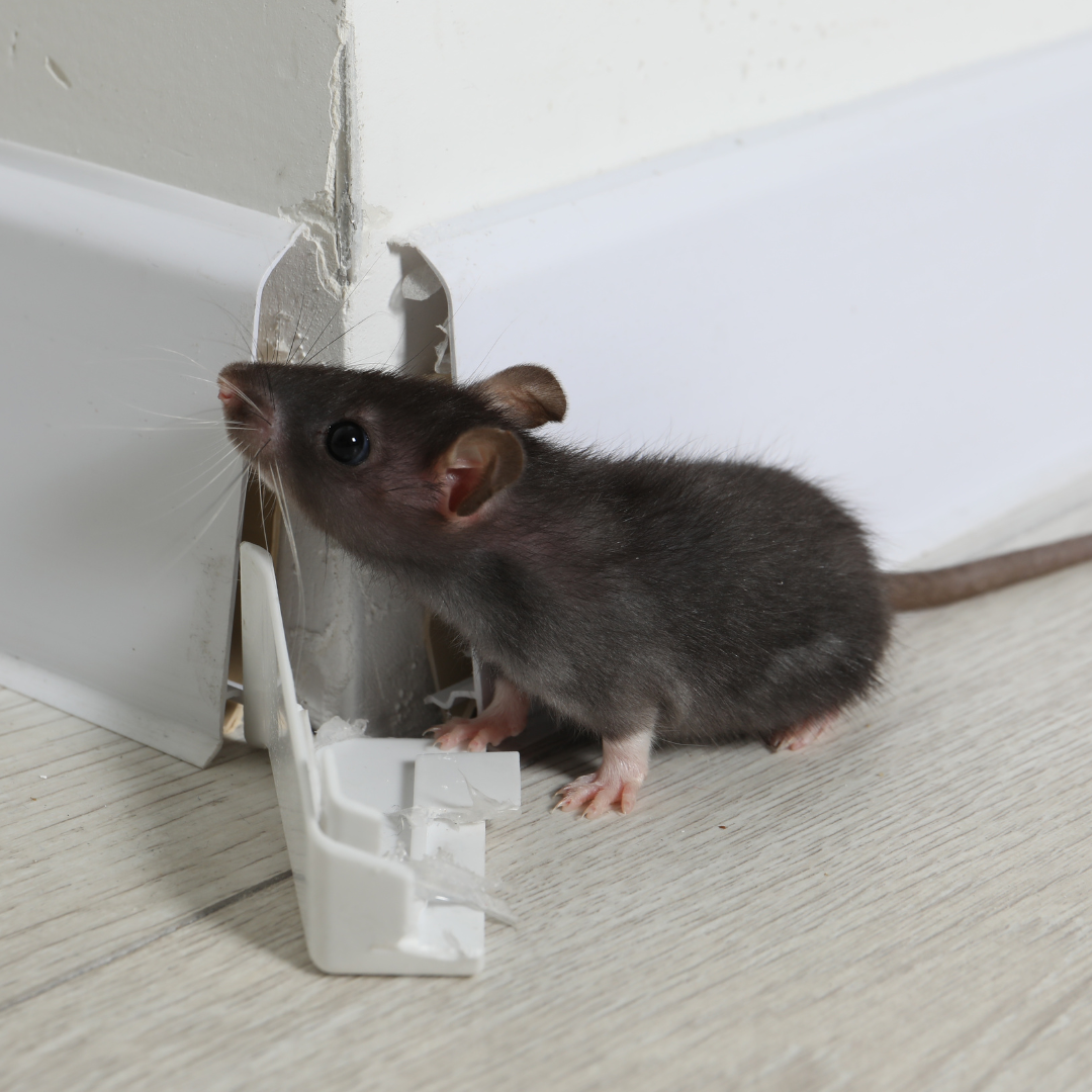 Société de lutte anti-insectes Mandelieu-la-Napoule - CS Service