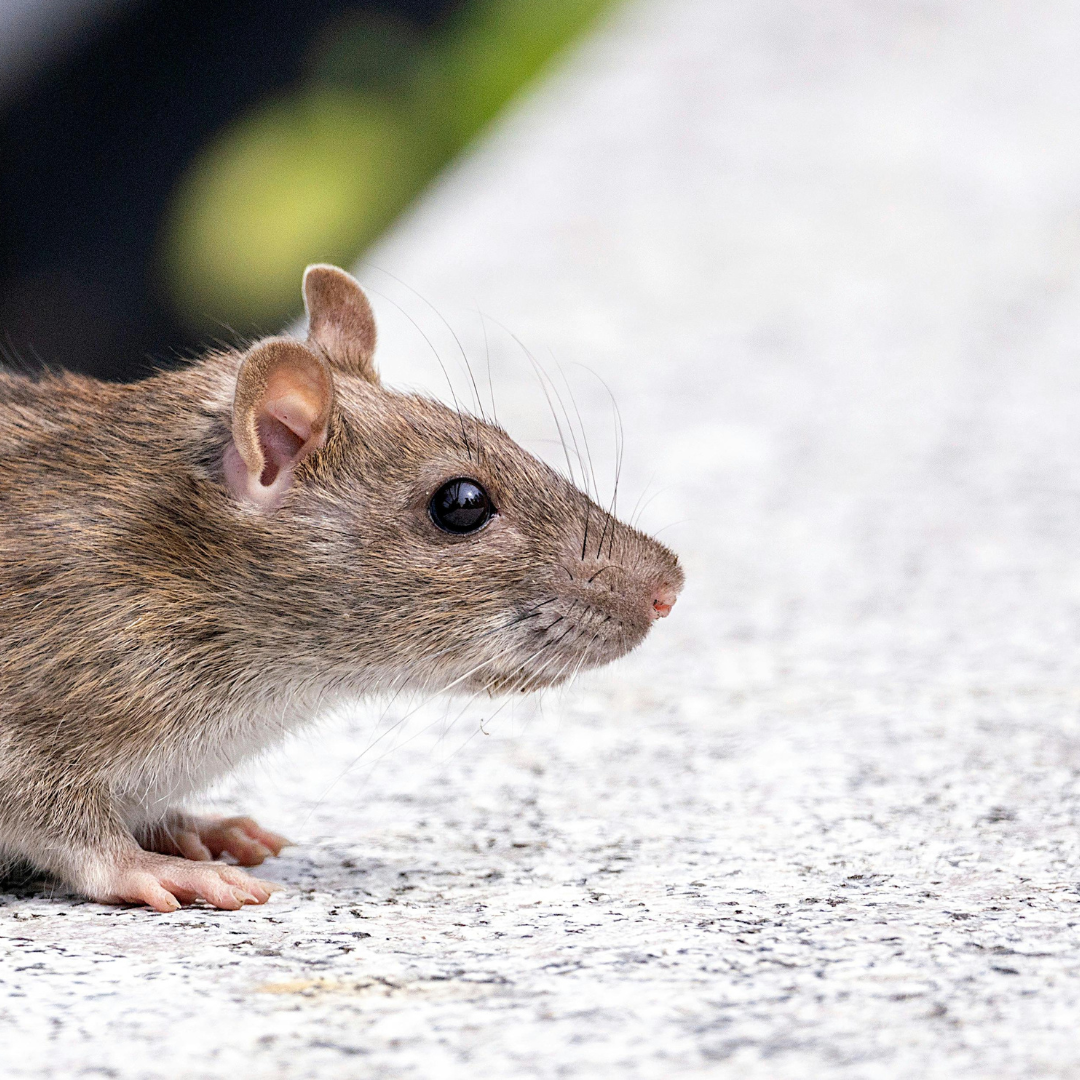 Société de lutte anti-insectes Mandelieu-la-Napoule - CS Service