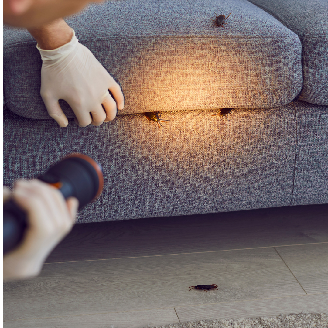 Plan de prevention anti-rongeurs Mandelieu-la-Napoule - CS Service