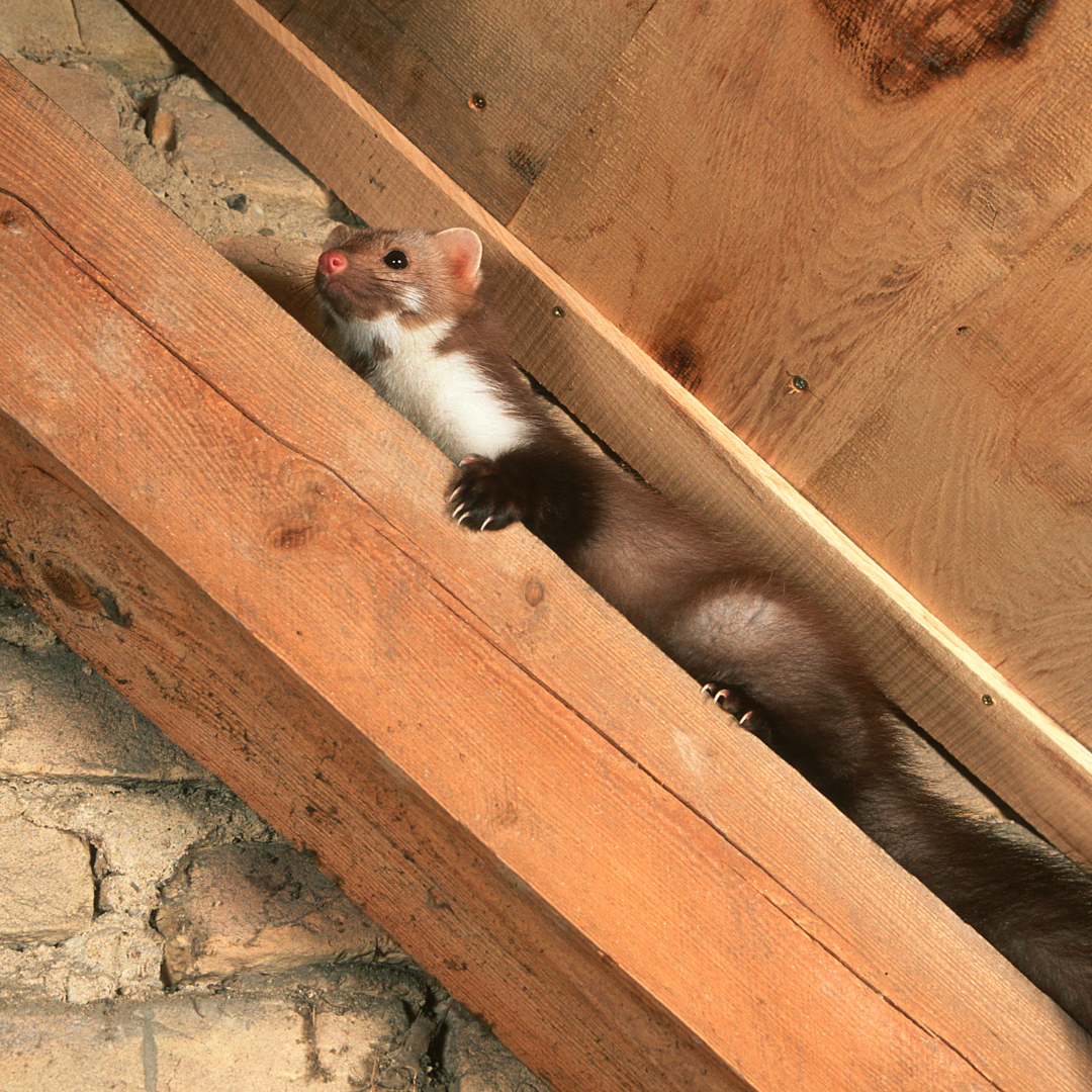 Entreprise multiservices propreté Mandelieu-la-Napoule - CS Service