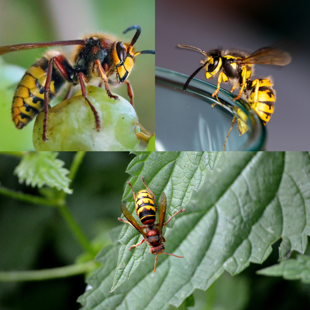 Entreprise multiservices propreté Mandelieu-la-Napoule - CS Service