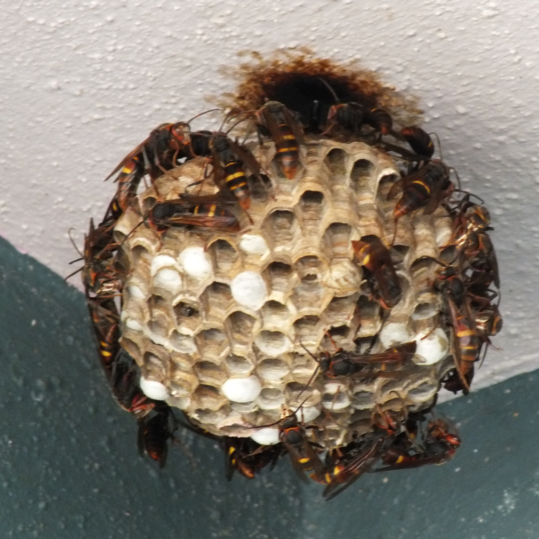 Entreprise spécialisée frelons asiatiques Mandelieu-la-Napoule - CS Service