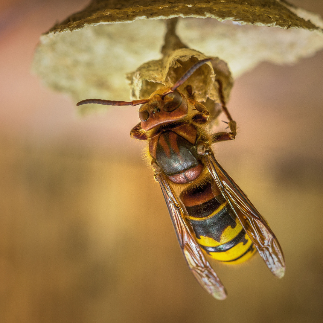 Entreprise spécialisée frelons asiatiques Mandelieu-la-Napoule - CS Service