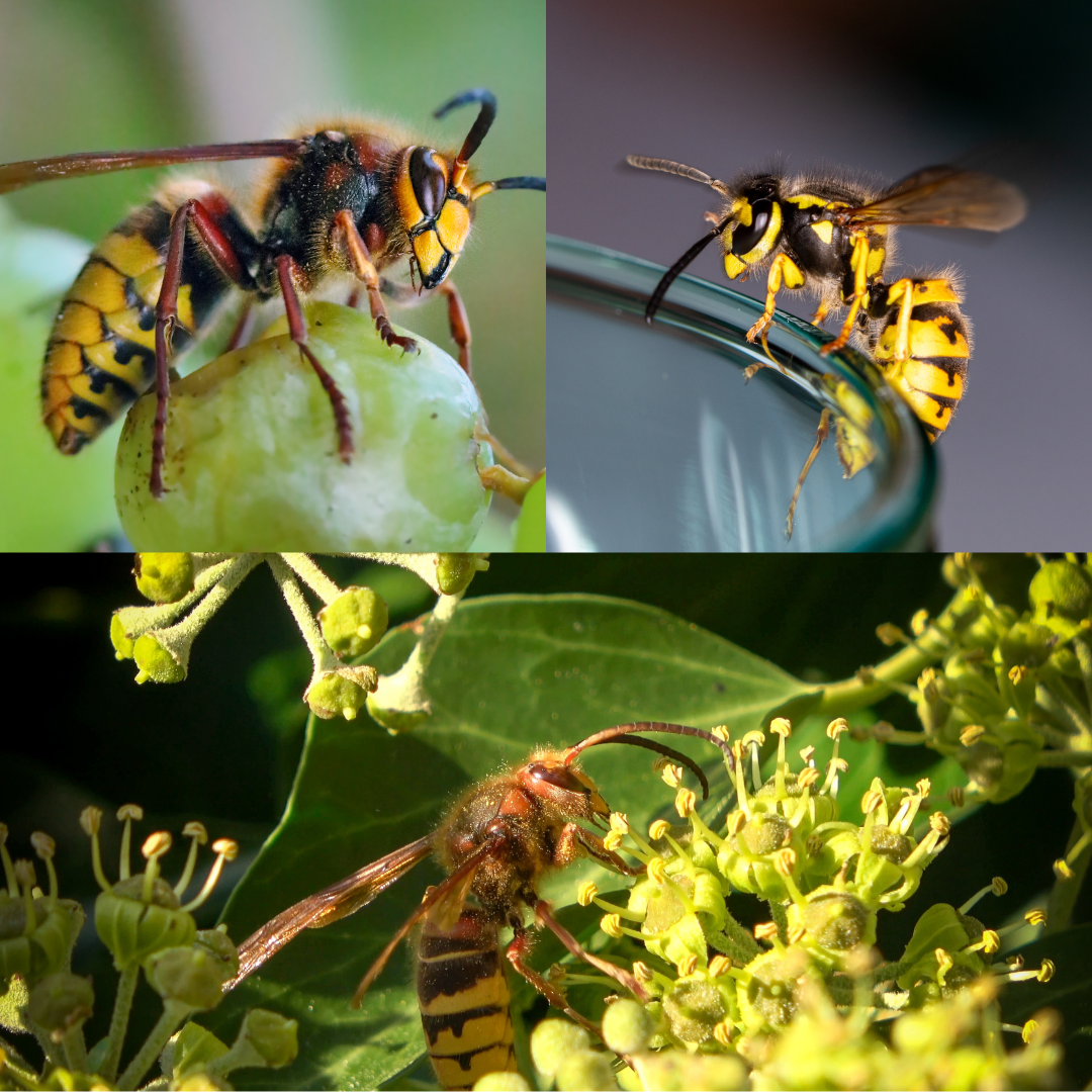 Plan de prevention anti-rongeurs Mandelieu-la-Napoule - CS Service