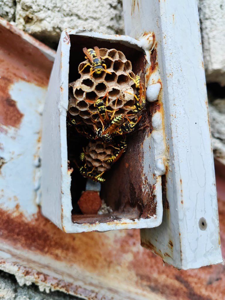 Detailed view of a wasps nest inside a rusty metal box, showcasing complex honeycomb structure.